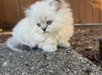 Pixie - British Shorthair Kitten For Sale - Federal Way, WA, US