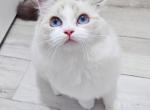 yoyo - Ragdoll Kitten For Sale - Irvine, CA, US