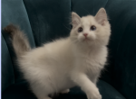 Cici - Ragdoll Kitten For Sale - San Jose, CA, US