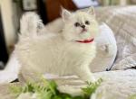 Litter U 1sapphire Siberian kittens cattery - Siberian Kitten For Sale - 