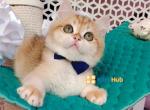 Baby - British Shorthair Kitten For Sale - 