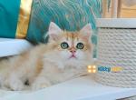 Fluffy boy with emerald green eyes - British Shorthair Kitten For Sale - 