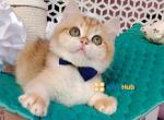 Baby - British Shorthair Kitten For Sale - 