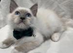 Rox & Tini - Ragdoll Kitten For Adoption - Dallas, TX, US