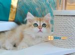 Fluffy baby with emerald green eyes - British Shorthair Kitten For Sale - 