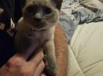 Siamese  lilac siamese - Siamese Kitten For Sale - Louisville, KY, US