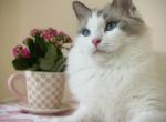 Blue Bicolor girl - Ragdoll Cat For Sale/Retired Breeding - 