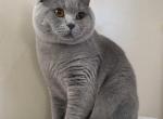 Oligarch von Shmidt - British Shorthair Cat For Sale - Cincinnati, OH, US