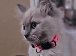 Roar - Ragdoll Kitten For Sale - Fountain, CO, US