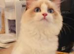 sugar - Ragdoll Kitten For Sale - 