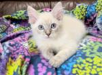 Lynx kittens - Ragdoll Kitten For Sale - Johns Creek, GA, US