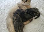 Kitten boy - British Shorthair Kitten For Adoption - 