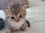 Kitten girl - British Shorthair Kitten For Sale - 