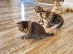 Kitten girl - British Shorthair Kitten For Sale - NC, US