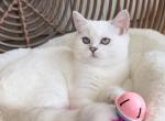 British shorthair and longhair - British Shorthair Kitten For Sale - New York, NY, US