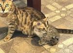 Simbasfamily - Bengal Kitten For Sale - Waukegan, IL, US