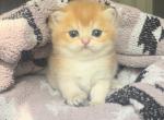 Mini Garfield - British Shorthair Kitten For Sale - Johns Creek, GA, US