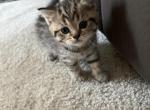 Bars - British Shorthair Kitten For Sale - Santa Clarita, CA, US