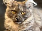 Smokes and Polys - Maine Coon Kitten For Sale - 