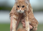 Red Female - Maine Coon Kitten For Sale - Quakertown, PA, US