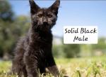 Large Black Male - Maine Coon Kitten For Sale - Quakertown, PA, US