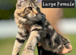 Black Ticked Tabby - Maine Coon Kitten For Sale - Quakertown, PA, US