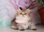 Short legs golden long hair girl - Minuet Kitten For Sale - Brooklyn, NY, US