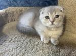 Max - Scottish Fold Kitten For Sale - Renton, WA, US