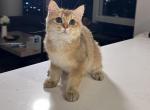 British Shorthair golden shaded boy - British Shorthair Kitten For Sale - Brooklyn, NY, US