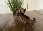 boys - Bengal Kitten For Sale - Livermore, CA, US