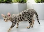 Klaus - Bengal Kitten For Sale - Calimesa, CA, US