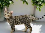 Klaus - Bengal Kitten For Sale - 