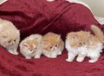 Fluffies - Persian Kitten For Sale - 