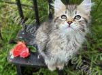 Abby - Siberian Kitten For Sale - St. Augustine, FL, US