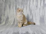 Lola - British Shorthair Kitten For Sale - Chicago, IL, US