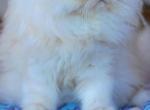 Cheddar - Persian Kitten For Sale - Gladstone, VA, US