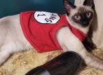 Seal point Siamese male kitten - Siamese Kitten For Sale - Bedford, PA, US