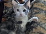 Cute kitties - American Shorthair Kitten For Adoption - Dayton, OH, US