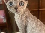 Toyger Devon Rex - Devon Rex Cat For Sale - Atlanta, GA, US