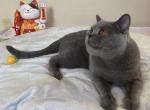 Otto von Shmidt - British Shorthair Cat For Sale - 