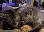 Spriggy & Espur - Domestic Cat For Adoption - And, SC, US