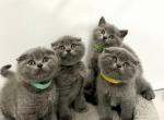 kittens - Scottish Fold Kitten For Sale - Warren, MI, US