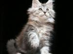 Gina - Maine Coon Kitten For Sale - Houston, TX, US