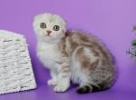 Tokyo - Scottish Fold Kitten For Sale - Houston, TX, US