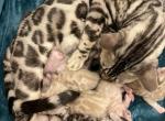 Silver Minks - Bengal Kitten For Sale - Owensville, MO, US