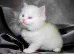 Sammy the Bull - Ragdoll Kitten For Sale - FL, US