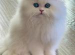 ZsaZsa & KeeKees babies - Persian Kitten For Sale - Frisco, TX, US