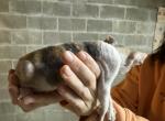 Cornish Rex kittens - Cornish Rex Kitten For Sale - Lancaster, OH, US