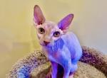 Cinnamon Boy Purebred Tica - Sphynx Kitten For Sale - Chicago, IL, US