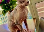 Leather Tortie Girl - Sphynx Kitten For Sale - 